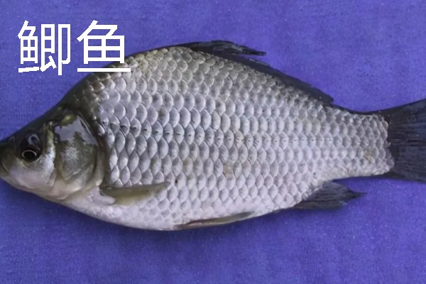 草鱼的刺多不多，体内有很多小刺