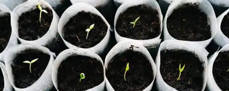 丝瓜种子的催芽方法，用温水浸种24小时再用高锰酸钾浸泡10-15分钟
