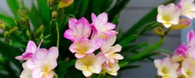 香雪兰倒伏怎么处理，需建立支架