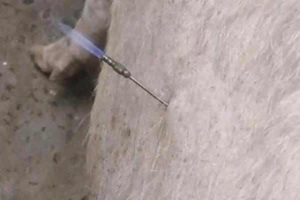 猪用什么型号的针头，根据体重决定所用型号