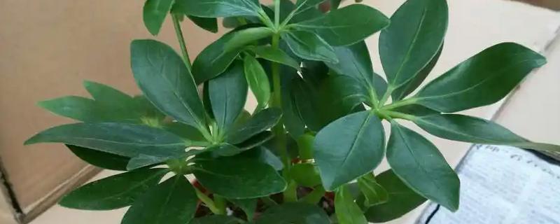 鹅掌木的花语，寓意自然和谐、乐观向上等