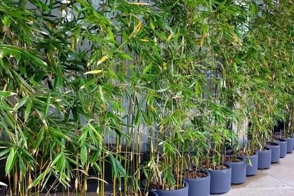 竹子如何养殖，适宜的环境的温度为15-25度