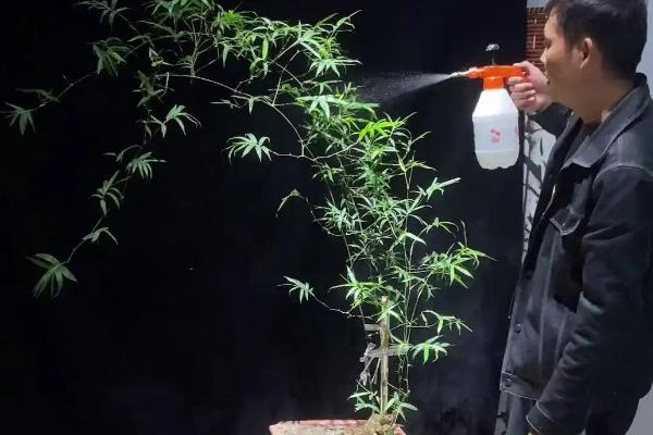 竹子如何养殖，适宜的环境的温度为15-25度