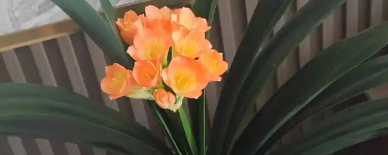 君子兰叶片下垂怎么办，缺少光照时要放在有阳光的位置养护