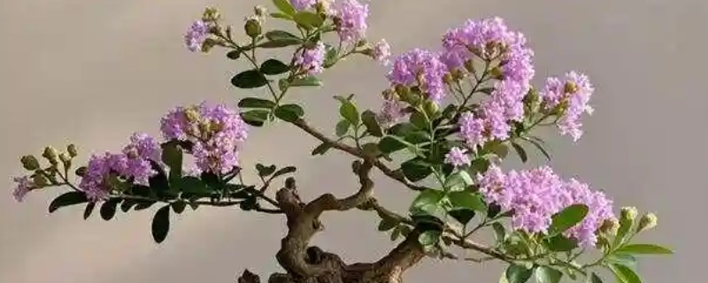 紫薇不可在家种植的原因，其株型高大不适合室内种植