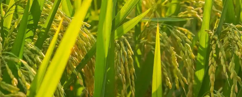 龙粳63的简介，从出苗至成熟需要134天左右