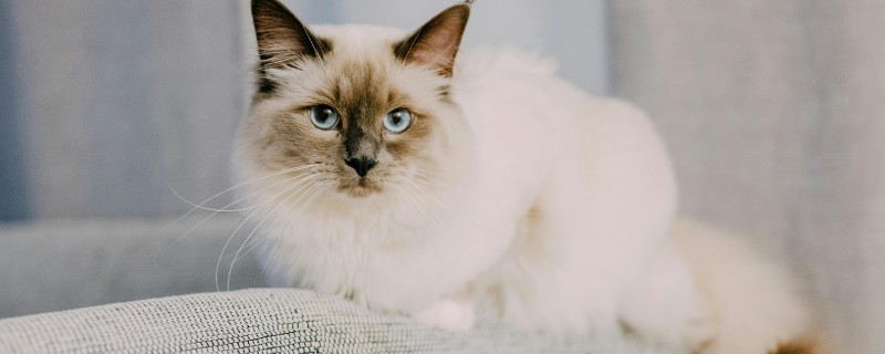 猫咪贫血可以自愈吗，因缺少营养而贫血可通过改善饮食让它自行恢复