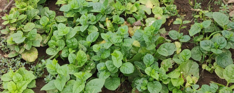 木耳菜的种植温度，适合20℃-30℃种植