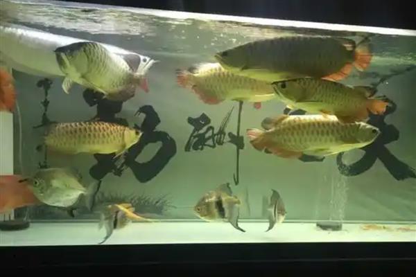 金龙鱼用什么灯，可以使用LED灯或超光灯