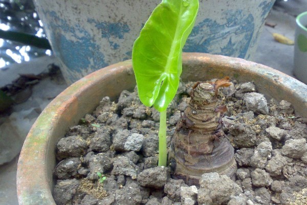 水培滴水观音的施肥方法，每次换水时添加4-5滴营养液