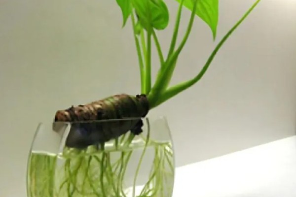 水培滴水观音的施肥方法，每次换水时添加4-5滴营养液