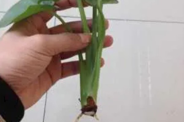 水培滴水观音的施肥方法，每次换水时添加4-5滴营养液