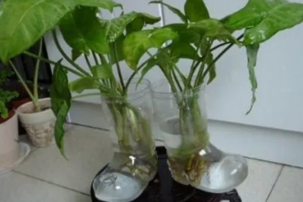 水培滴水观音的施肥方法，每次换水时添加4-5滴营养液