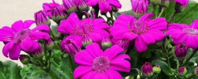 瓜叶菊如何施肥，施肥要采取浸盆法