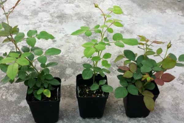 月季的适宜种植时间，春季播种可提高成活率