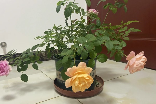 月季的适宜种植时间，春季播种可提高成活率