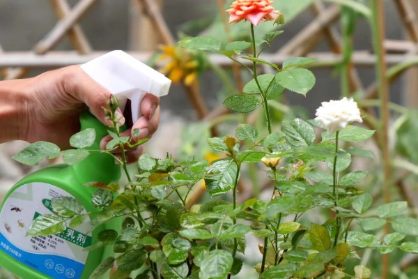 月季的适宜种植时间，春季播种可提高成活率