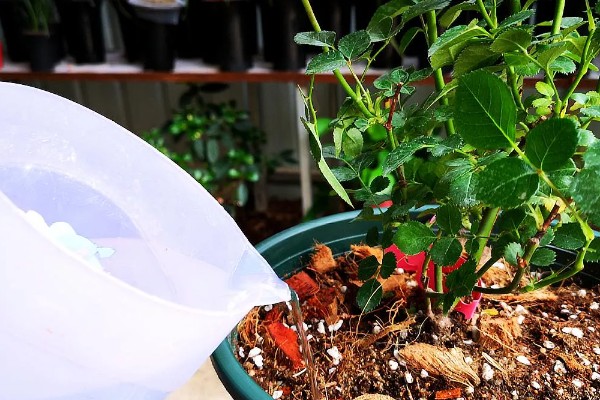 月季的适宜种植时间，春季播种可提高成活率
