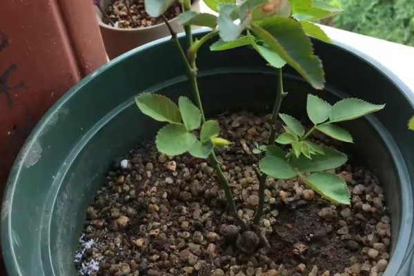 月季的适宜种植时间，春季播种可提高成活率