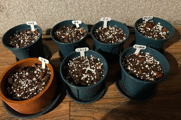 月季的适宜种植时间，春季播种可提高成活率