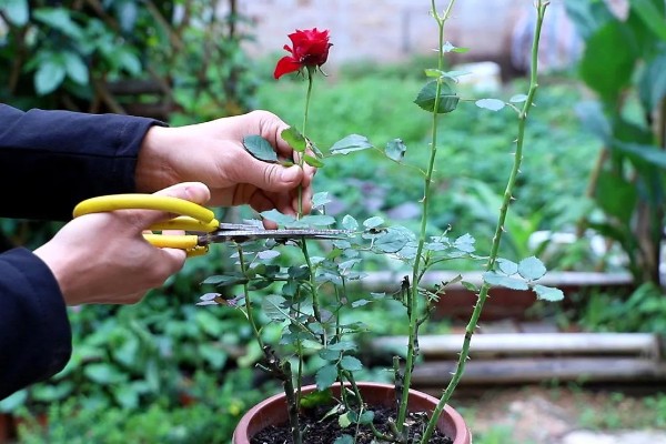 月季的适宜种植时间，春季播种可提高成活率