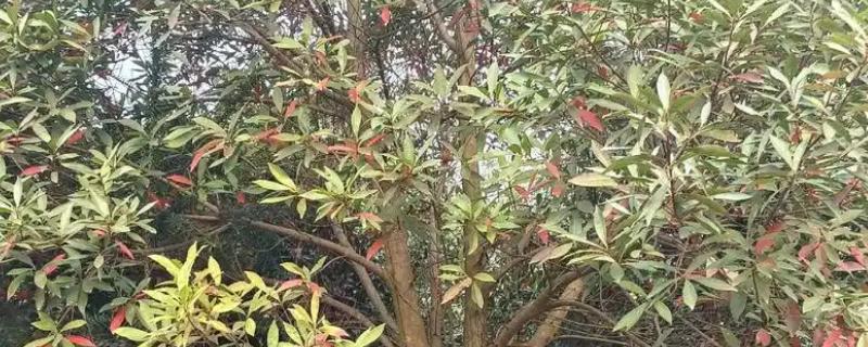 杜英树和女贞树的区别，品种和枝叶均不同