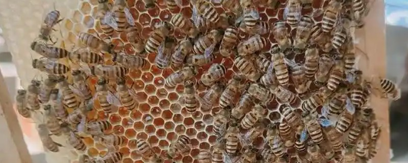 如何防治中蜂病虫害，预防爬蜂病要定期给蜂具消毒