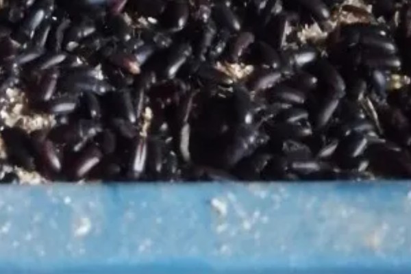 怎么养黄粉虫成虫，产卵期间每天投喂1-2次