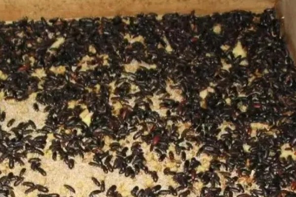 怎么养黄粉虫成虫，产卵期间每天投喂1-2次