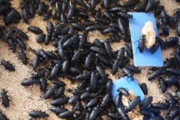 怎么养黄粉虫成虫，产卵期间每天投喂1-2次