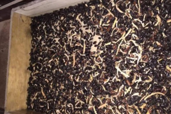 怎么养黄粉虫成虫，产卵期间每天投喂1-2次