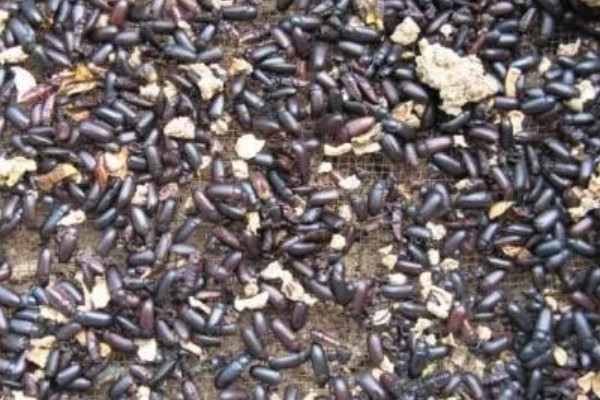 怎么养黄粉虫成虫，产卵期间每天投喂1-2次