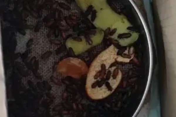 怎么养黄粉虫成虫，产卵期间每天投喂1-2次