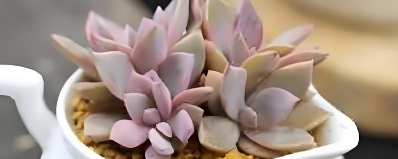 初恋如何养殖，温度保持在15-25℃为佳