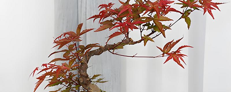让红枫主干发芽的方法，剪除不良枝条可以促进新芽萌发