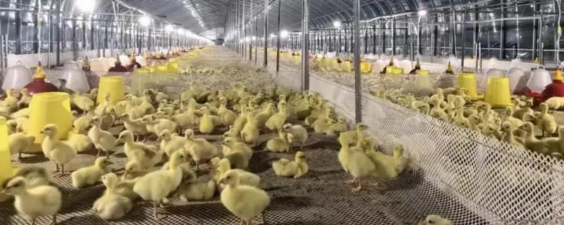 大鹅的养殖技术，将鹅舍温度保持在28-30℃