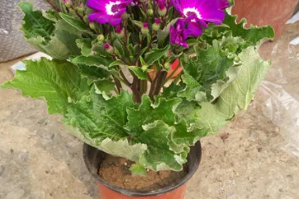 瓜叶菊如何施肥，施肥要采取浸盆法