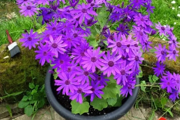 瓜叶菊如何施肥，施肥要采取浸盆法