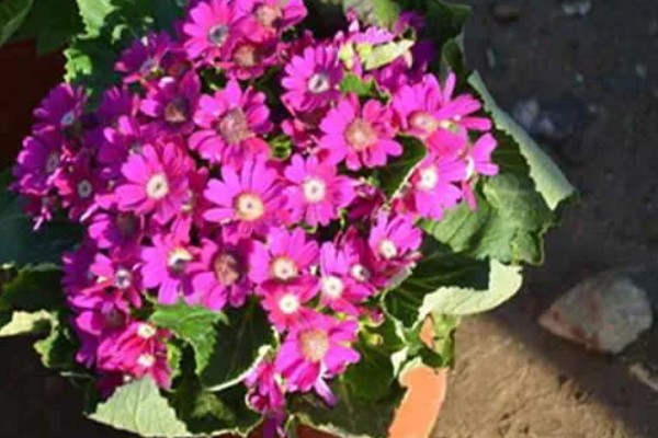 瓜叶菊如何施肥，施肥要采取浸盆法