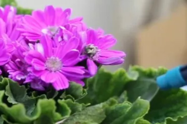 瓜叶菊如何施肥，施肥要采取浸盆法