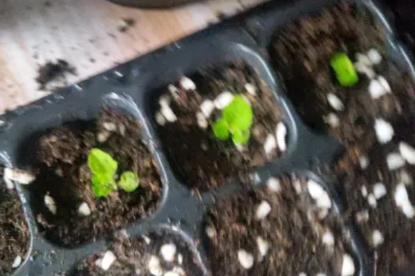 瓜叶菊如何施肥，施肥要采取浸盆法