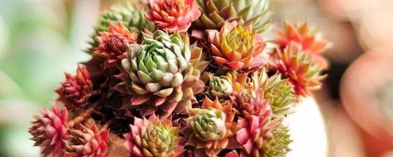 长生草怎样养到包起来，养殖1-2年就要换盆一次