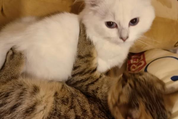 猫球虫病的症状，一般会引起出血性肠炎