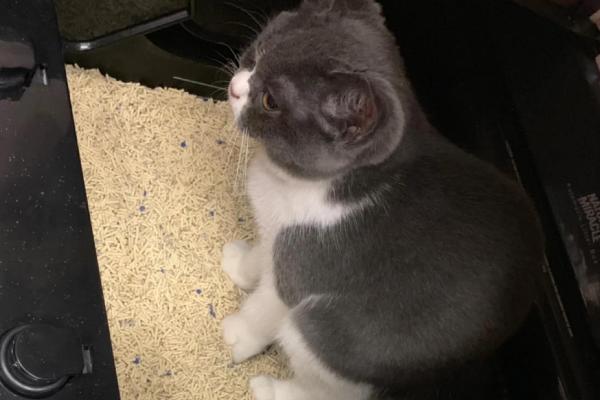 猫球虫病的症状，一般会引起出血性肠炎