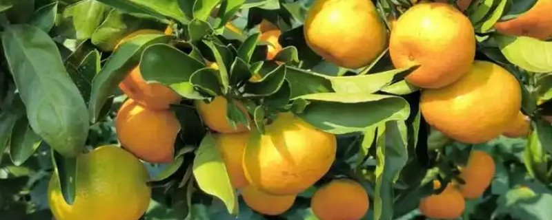 由良蜜桔适合发展吗，效益还是很可观