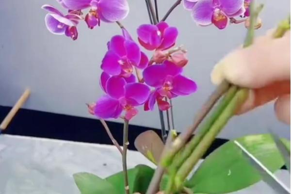 剑兰开花后怎么处理，将叶片全部剪去仅留种球