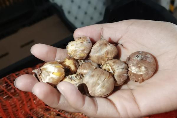 剑兰开花后怎么处理，将叶片全部剪去仅留种球