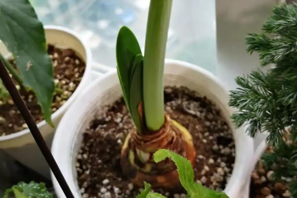 剑兰开花后怎么处理，将叶片全部剪去仅留种球