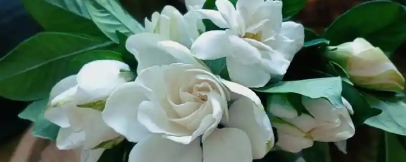 如何养殖栀子花，每天接受6小时以上的光照