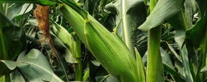 糯玉米的种植要点，与其它品种保持距离可防止相互串粉
